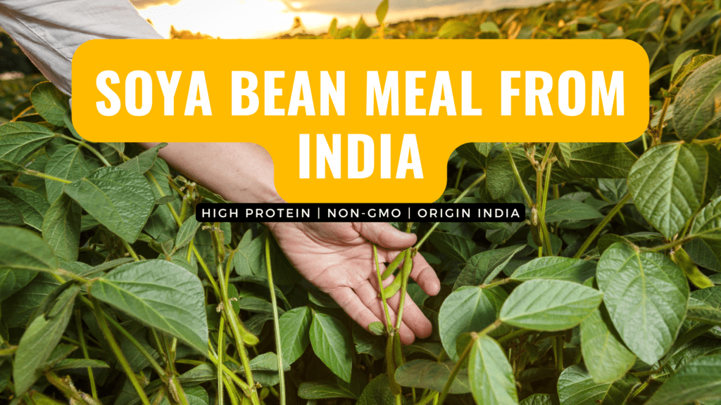 Soya Bean Meal