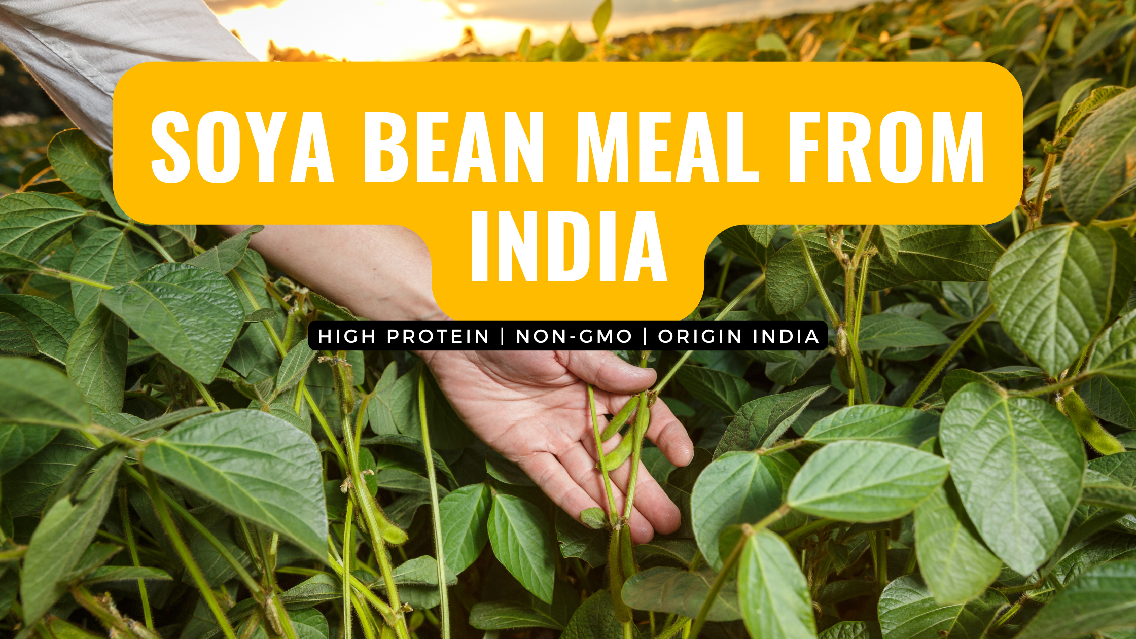 Soya Bean Meal