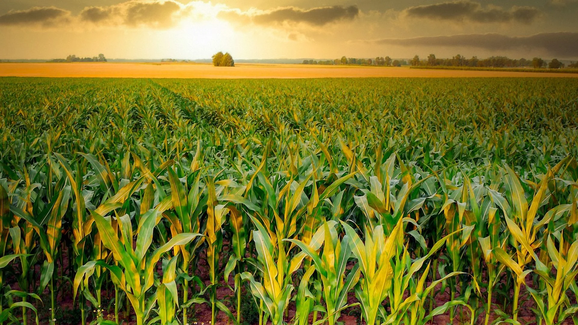 Green maize crop in a sunlit agricultural field