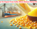 Corn Flour for Export from India