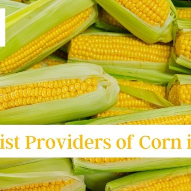 Specialist Providers of Corn in India